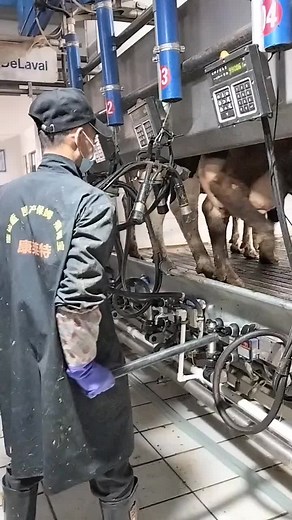 Dairy Farm Milking Process: Behind the Scenes