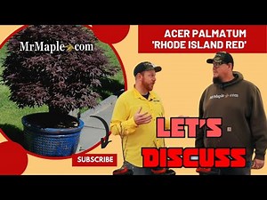 Acer palmatum 'Rhode Island Red' | Red Dwarf Japanese Maple