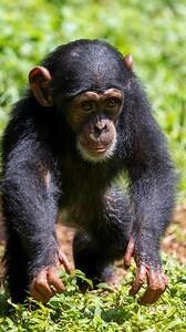While most of the rescued chimps at the center are orphaned, Milo is a lucky baby, growing up with his mum Molly and family at the sanctuary. Milo was born in 2021 and he is becoming a independent little boy, playing by himself. In the video you see him making a little display dance and you see Hashi giving him a little tickle when she walks by💚 #WildlifeProtection #Conservation #SaveOurPlanet #EndangeredSpecies #ProtectWildlife #WildlifeConservation #WildlifeRescue #Biodiversity #NatureConserv