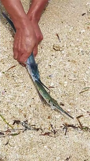 🐟 Amazing Needlefish Catch by Hand on the Beach! | Incredible Sea Fishing