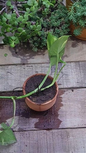 Stop Cutting Your Money Plant! Do This Instead 🛑 / Money plant /pothos plant hack