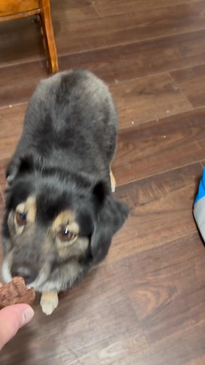 2.6K views · 188 reactions | Ruby takes her deer treat inspection job seriously. | Ruby's Adventures | Facebook