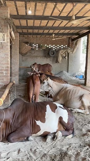 90K views · 10K reactions | #countrygirl #CPI #redlobster #JerryWest...