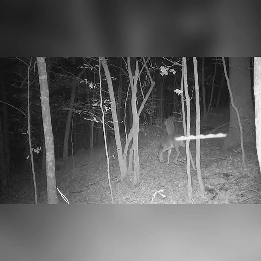 Rods (Optical Phenomenon) sometimes called air rods or sky fish.