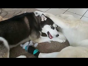 Mating a Siberian Husky and an Alaskan Malamute!
