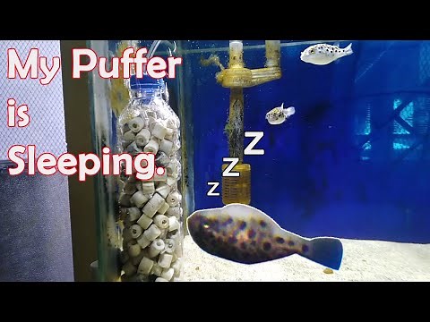 How Puffers Sleep (GSP - Green Spotted Puffer Fish)
