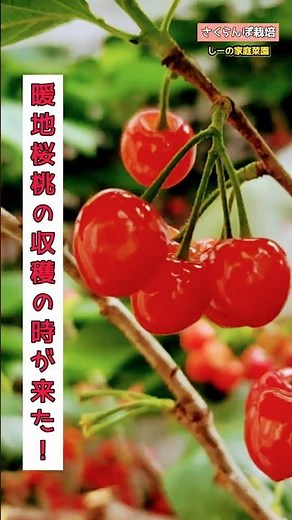 この花、想像以上になりました…🌸🍒 《しーの家庭菜園＊暖地桜桃(さくらんぼ)栽培》