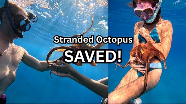 Heroic Divers Save a Stranded Octopus — You Won’t Believe This Underwater Rescue!
