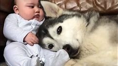 Husky Protects Baby