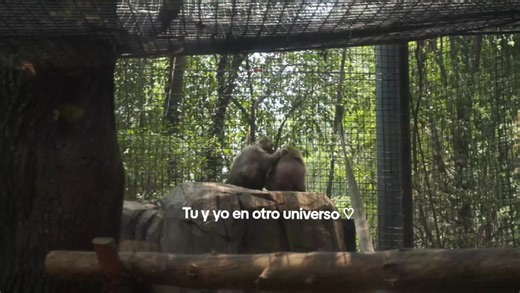 Divertidos changuitos despulgándose en el zoológico