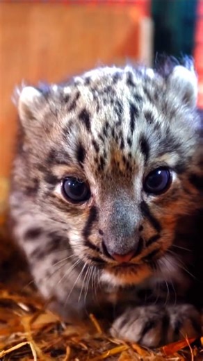 Adorable Snow Leopard Cub#wildlife #subscribe #shorts