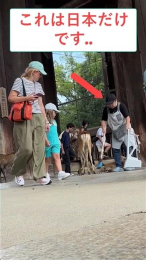 [ これは日本だけです!..] 初めて奈良公園で鹿を見た外国人観光客の反応！#外国人 #日本 #奈良公園