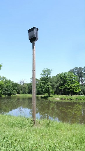 Bat boxes provide important habitat for bats, which eat a number of insects. LSU AgCenter entomologist Aaron Ashbrook discusses it! #Entomology #Bats #LSUAgCenter | LSU AgCenter