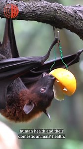 Bats 🦇 now have a bad rep. But what would happen if bats and bees suddenly disappeared? WOAH experts answer. | World Organisation for Animal Health