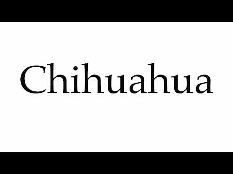 How to Pronounce Chihuahua