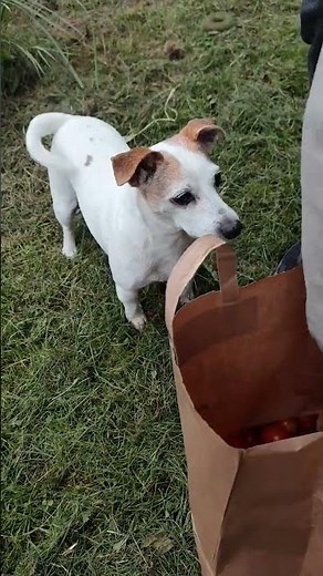 Jack Russell terrier Treisy and Azzuro ❤️ #jackrussellterrier