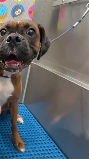 Scary Blow Dryer? Watch Diesel's Reaction! #shorts