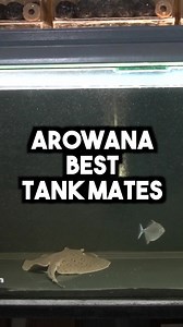 Ideal Tank Mates for Arowanas in Your Aquarium