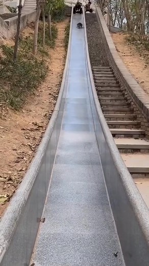 166K views · 1.4K reactions | Dogs on slides 藍藍藍藍藍藍 #foryouシ #cutepets #dog #petlovers #animals #funnypets | Just Cute Pets | Facebook