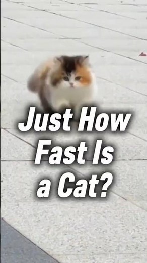 Just How Fast Is a Cat? #shorts #catshorts