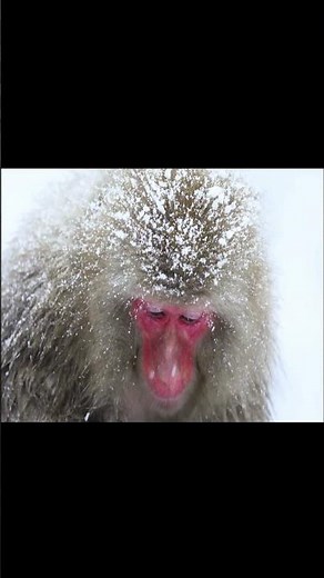 Must Visit - Jigokudani Monkey Park