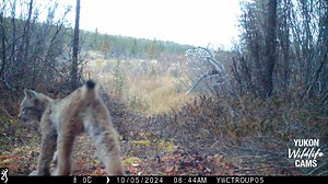 188K views · 9.8K reactions | These carefree lynx kittens, first in real speed then a slow motion zoom, were the highlight of the year for me and I was lucky to catch them a few times in autumn. #yukonwildlife | Yukon Wildlife Cams | Facebook