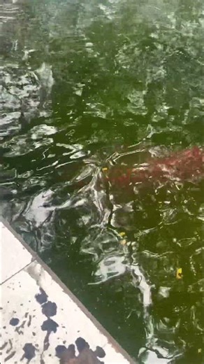 People Gathered to See These Incredible Dragon Fish! 😱 🐉 #shorts