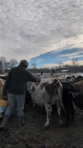 frozen farm Monday with cattle jamming music