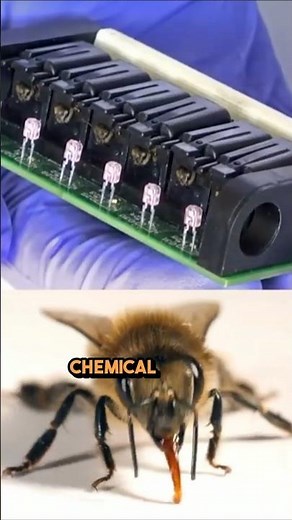 Why the Military Is Training Honey Bees?! 🤯