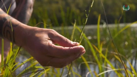 Wild rice, or manoomin in Ojibwe, is central to the cultural identity of the Ojibwe people. It’s also important for fish and wildlife. Historically, the St. Louis River estuary sustained up to 3,000 acres of wild rice — one of the richest concentrations in the region. But over the past 125 years, industrial development, pollution and logging nearly wiped it out. We are working with the Fond du Lac Band of Lake Superior Chippewa and other partners to restore at least 275 self-sustaining acres ove