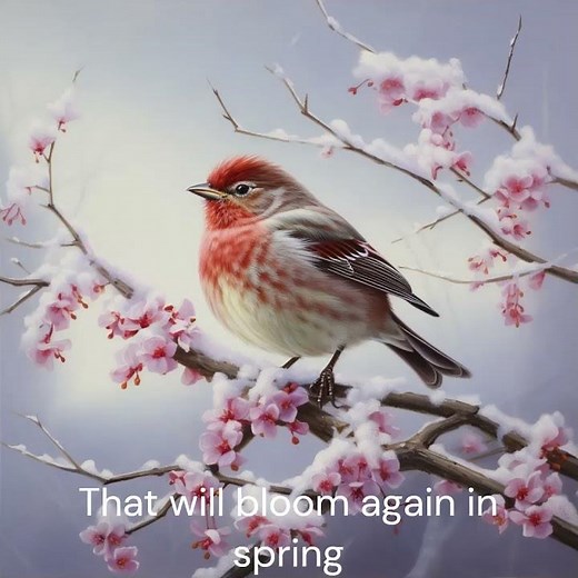 Snowbird - by Anne Murray (1 of 3)