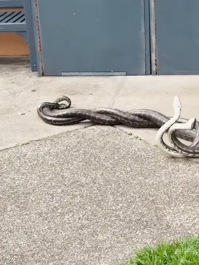 Snakes in Australia: What You Need to Know