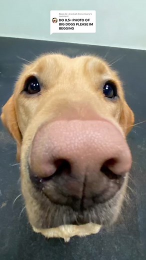 How to Take Care of Your Dog: Tips for Doggy Daycare