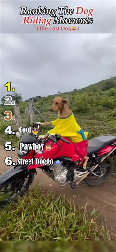 Ranking The Most Talented Riding Dogs 🤣🚲