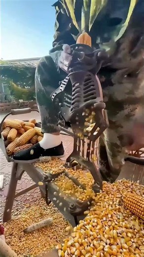 Corn Shelling Tech: Hand - Crank Sheller Test! 1 Minute per Cob, Farmers Say “So Labor - Saving”