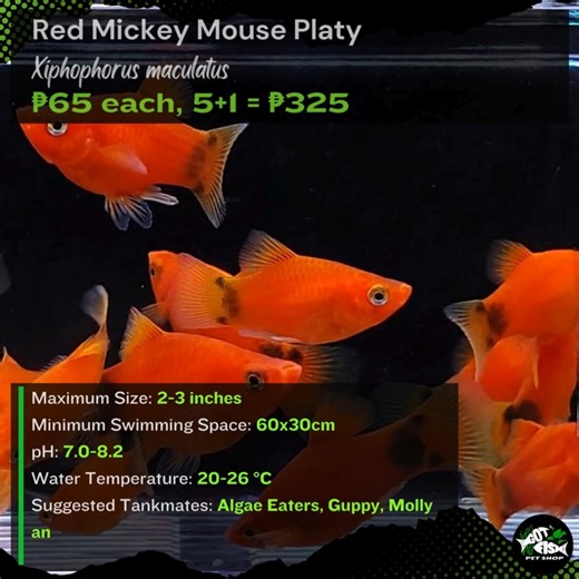 RED MICKEY MOUSE PLATY | Got Fish