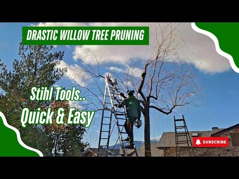 Drastic Willow Tree Pruning Pollarding