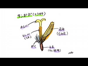 【中学理科】タンポポの花のつくり【雑談女塾】