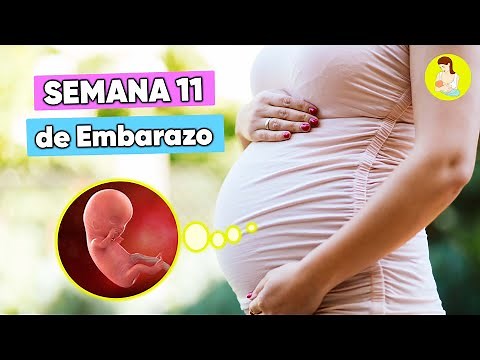 Semana 11 de Embarazo || Tu Embarazo Semana a Semana