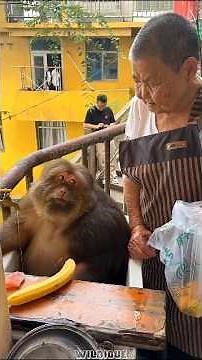 Angry Monkey vs Banana #monkey #animals #shorts #pets #monkeys #wildlife