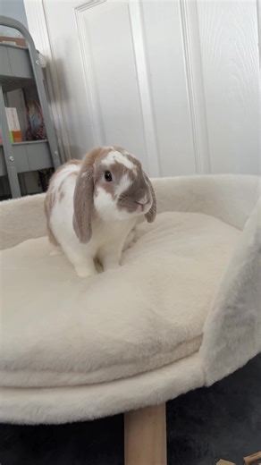 Rodger my bestest friend in the whole world🐰❤️#mylife #Scotland #rodgerrtherabbit #fyp #mybestfriend