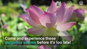 The Garden's Nelumbo Pond (filled with sacred lotus flowers) is looking the goods right now - make sure you catch it over the next week or two before the show's over for another year 😍 Subscribe for videos, news, events and tips delivered straight to your inbox ✅ http://botanicgardens.sa.gov.au/subscribe | Adelaide Botanic Garden