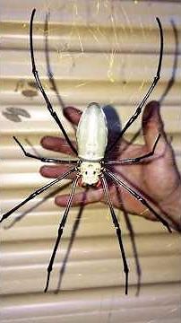This is how BIG Australias spiders really are