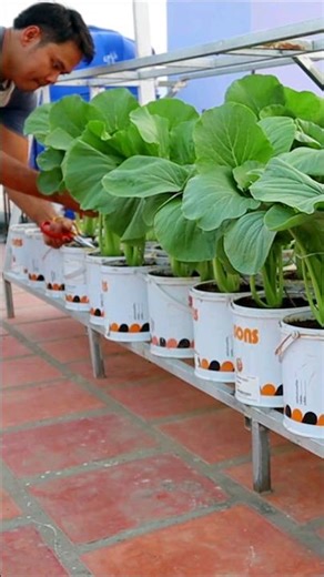 How to Grow Vegetables From Seeds to Harvest #vegetables #v87garden #gardening