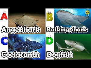ABC phonics animals | ABC Sea Animals song | Alphabets Kids Song #angelshark
