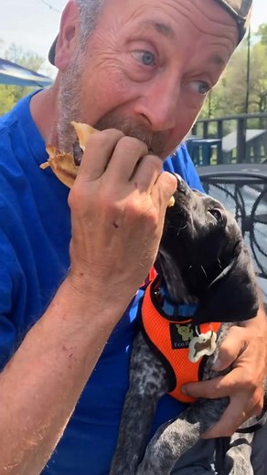 Adorable German Shorthaired Pointer Puppies Playing Funny Moments