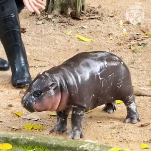 29K views · 331 reactions | Take a look at this adorable baby Hippo! | Bored Panda Animals | Facebook