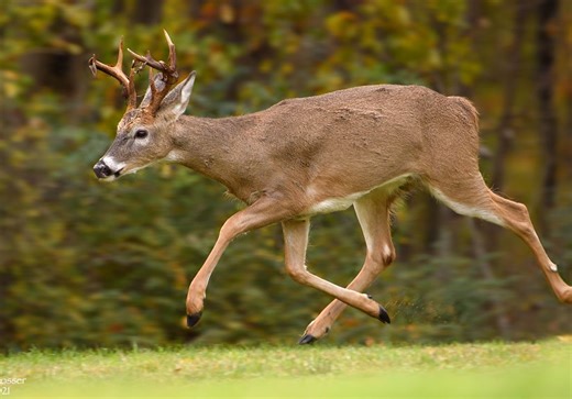 Pennsylvania’s buck season opens this weekend, and many deer hunters will stay in Allegheny County