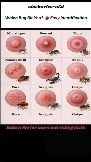 Which Insect Bit You? 🧐 Find Out Instantly #batidao
