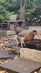 Some days you just have to fluff yourself up. #backyardchickens | Joyce White Vance